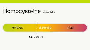 What Do Homocysteine Levels Indicate? Understanding Their Role in Health